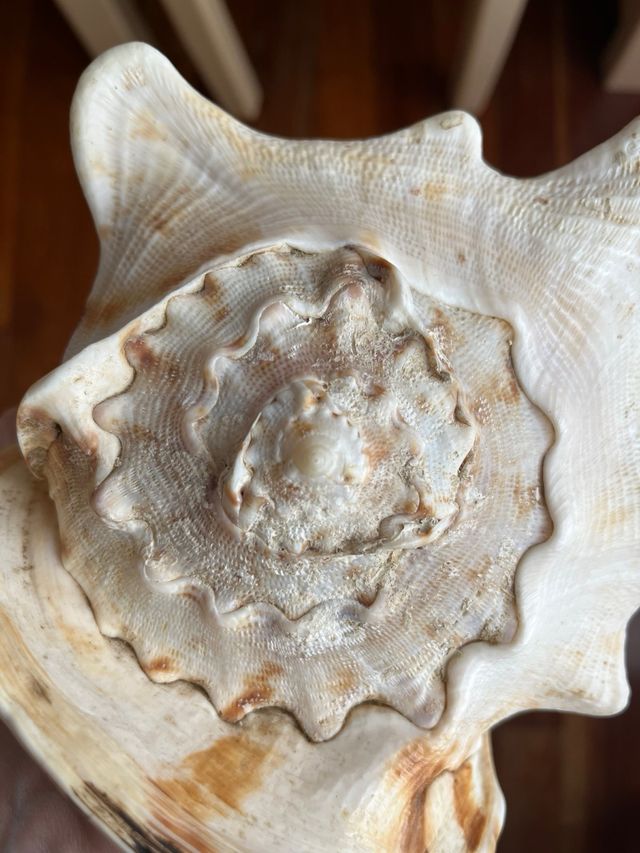 Caracola gigante decorativa