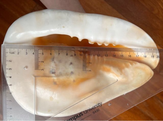 Caracola gigante decorativa