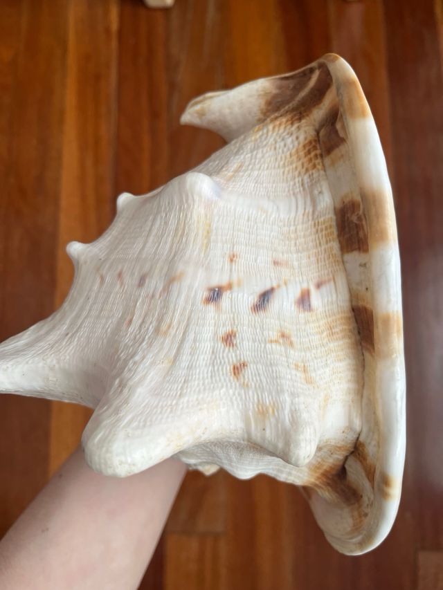 Caracola gigante decorativa