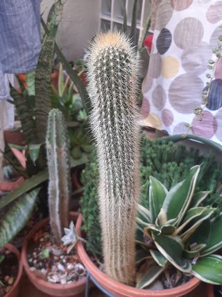 Cactus lanoso columnar