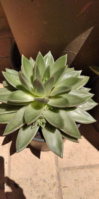 Planta suculenta Echeveria