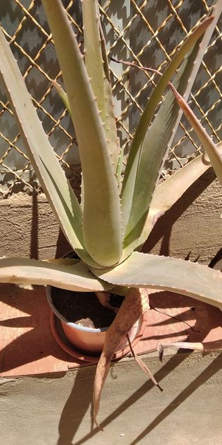 Aloe vera grande - Planta suculenta