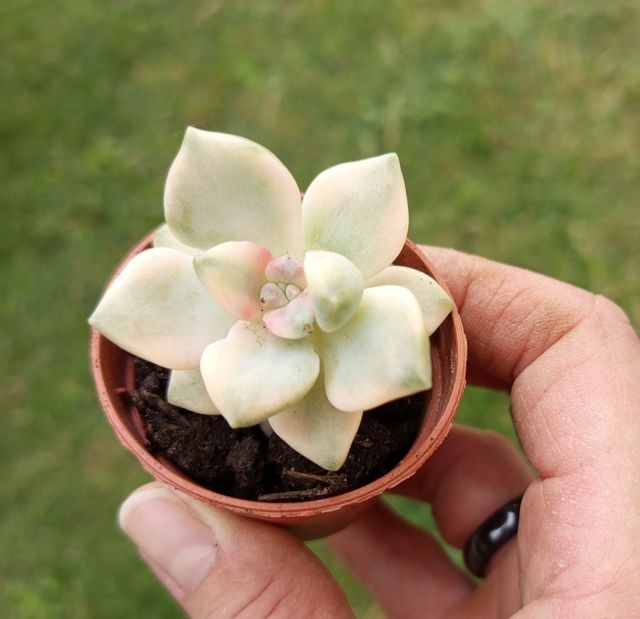 Graptoveria Titubans Variegata
