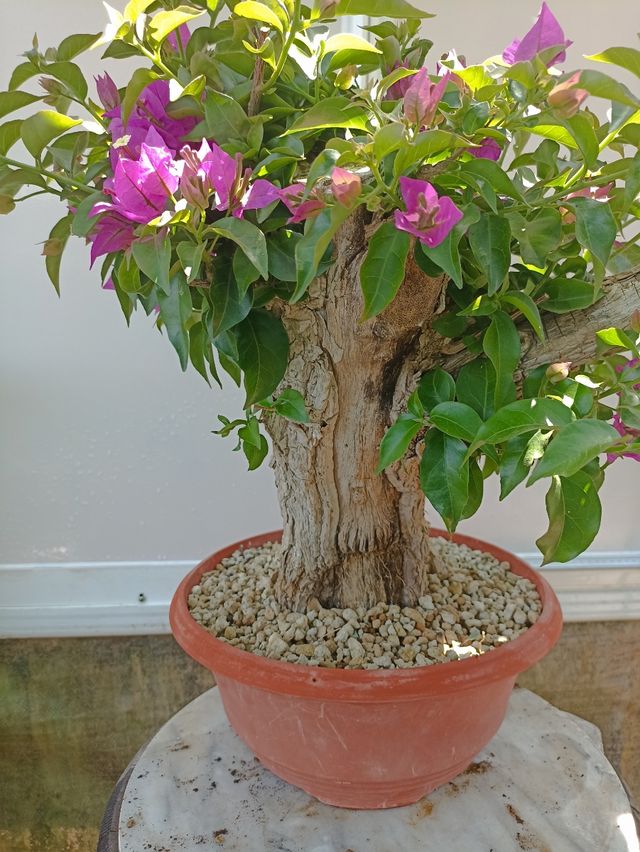 Bonsái Buganvilla - Floración Violeta