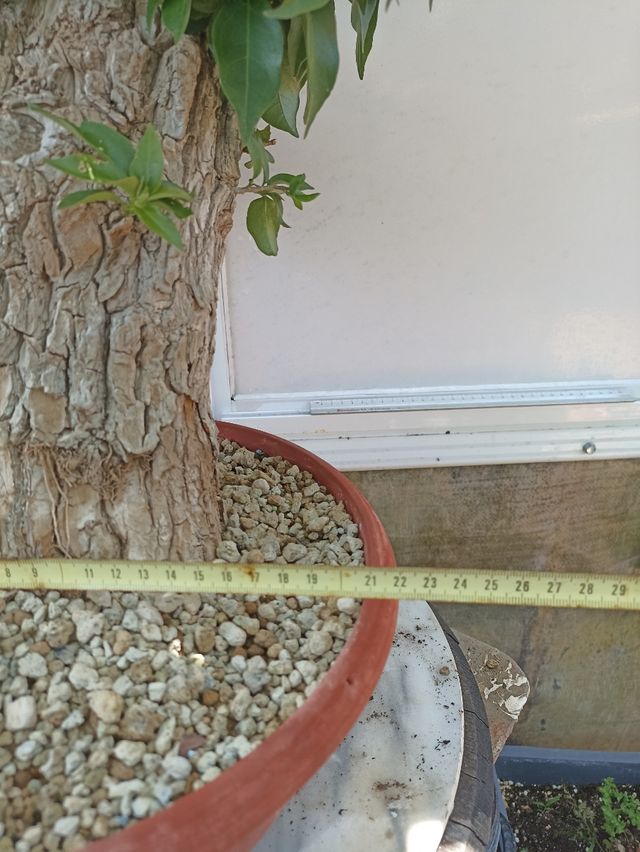 Bonsái Buganvilla - Floración Violeta