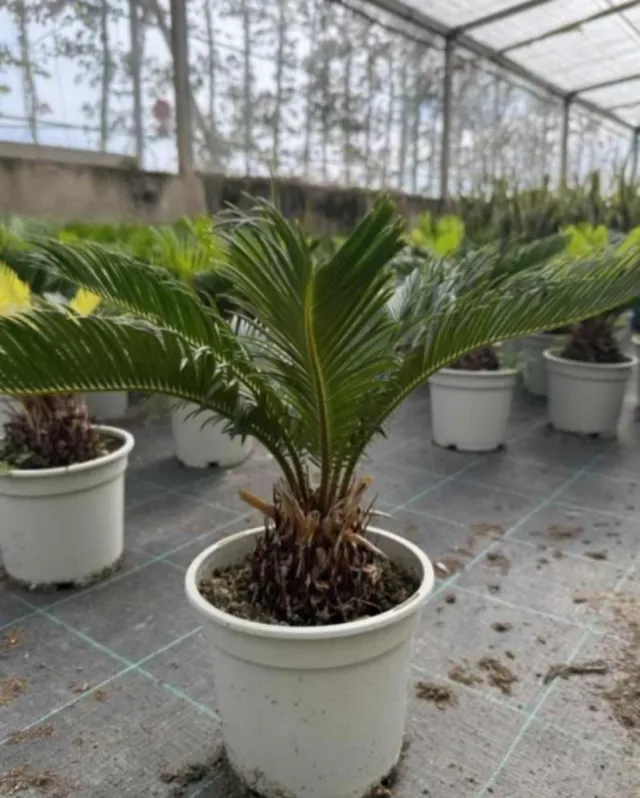 Cyca Revoluta (planta)