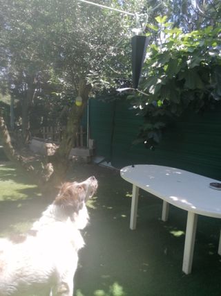 Repelente de moscas campo, jardín, terraza, bar