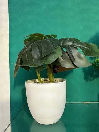 Pianta Monstera finta