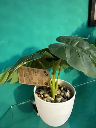 Pianta Monstera finta