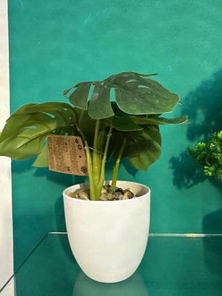 Pianta Monstera finta