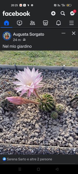 Cactus Echinopsis in fiore