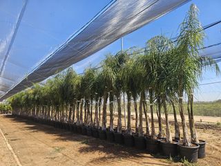 Cocoteros Syagrus - Palmeras