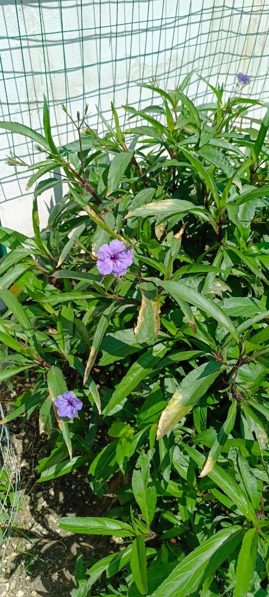 piantina giovane di Petunia messicana