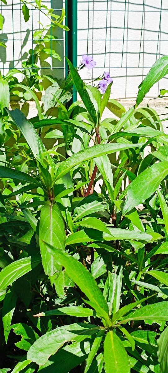 piantina giovane di Petunia messicana