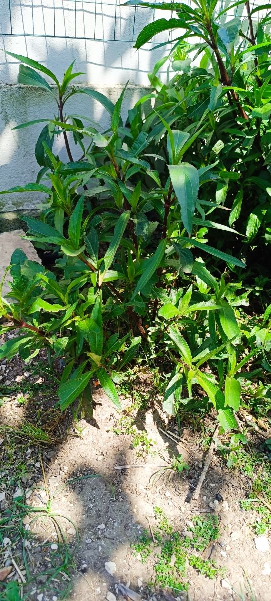 piantina giovane di Petunia messicana