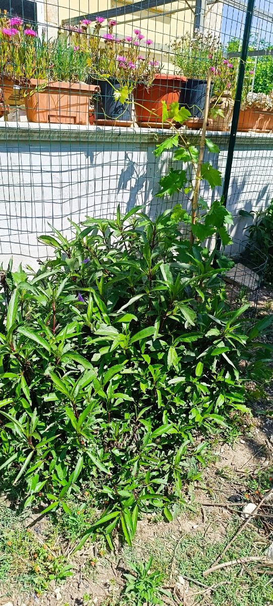 piantina giovane di Petunia messicana