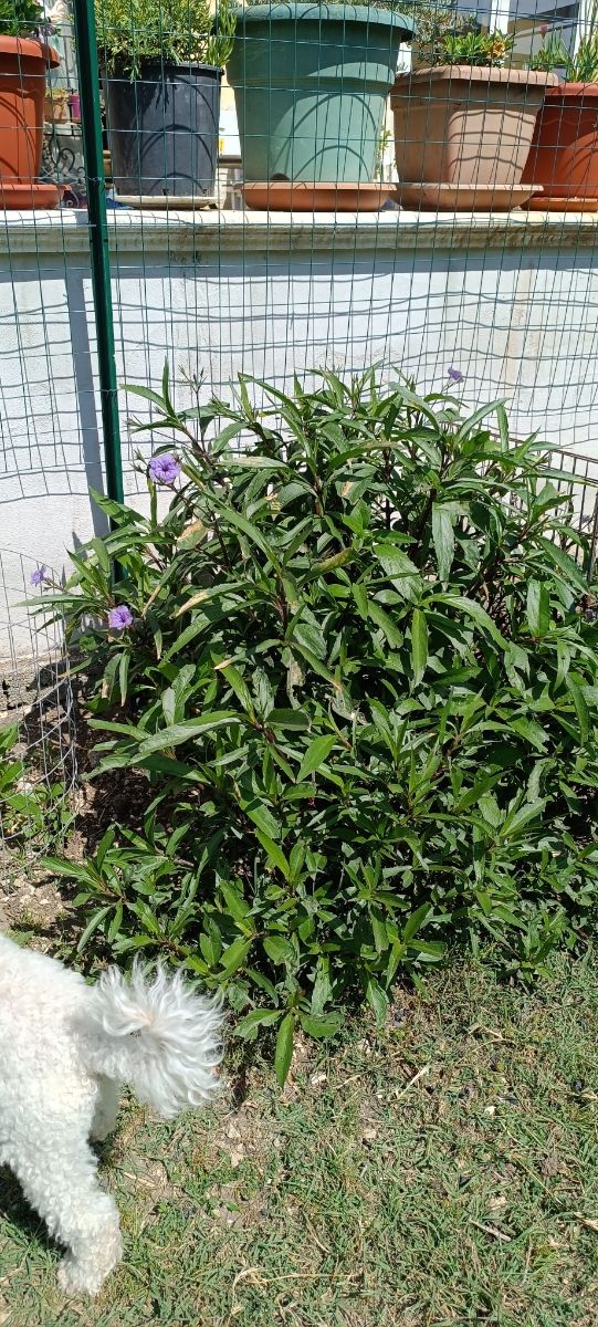 piantina giovane di Petunia messicana