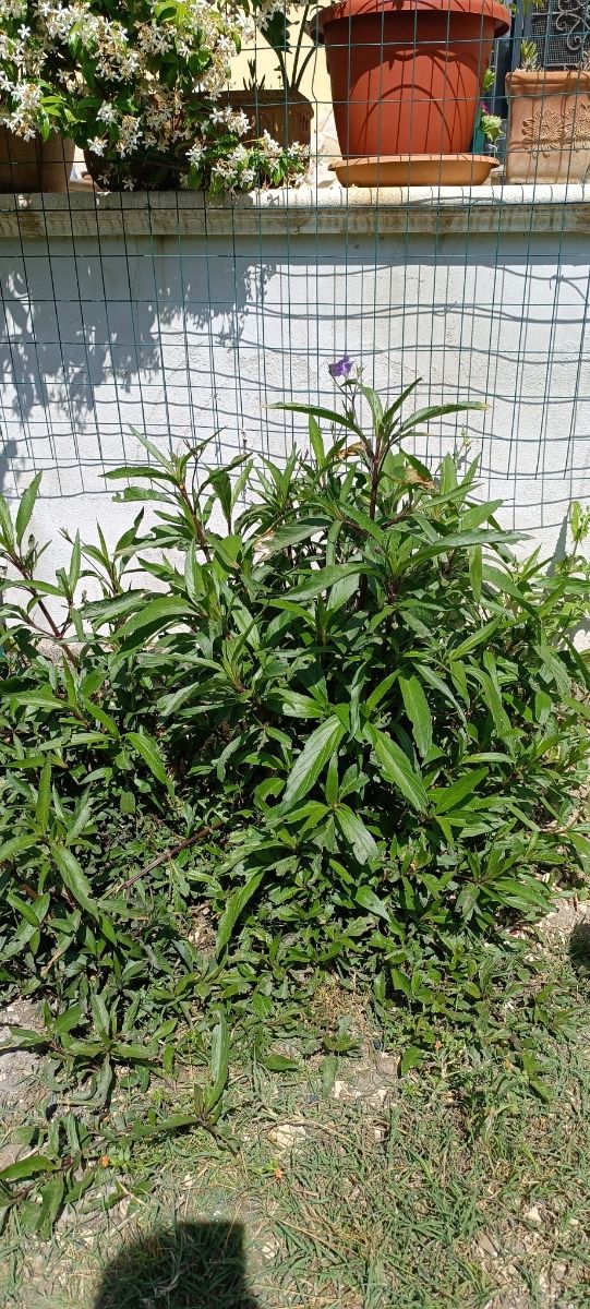 piantina giovane di Petunia messicana