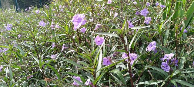 piantina giovane di Petunia messicana