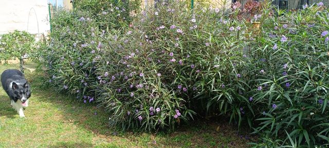 piantina giovane di Petunia messicana