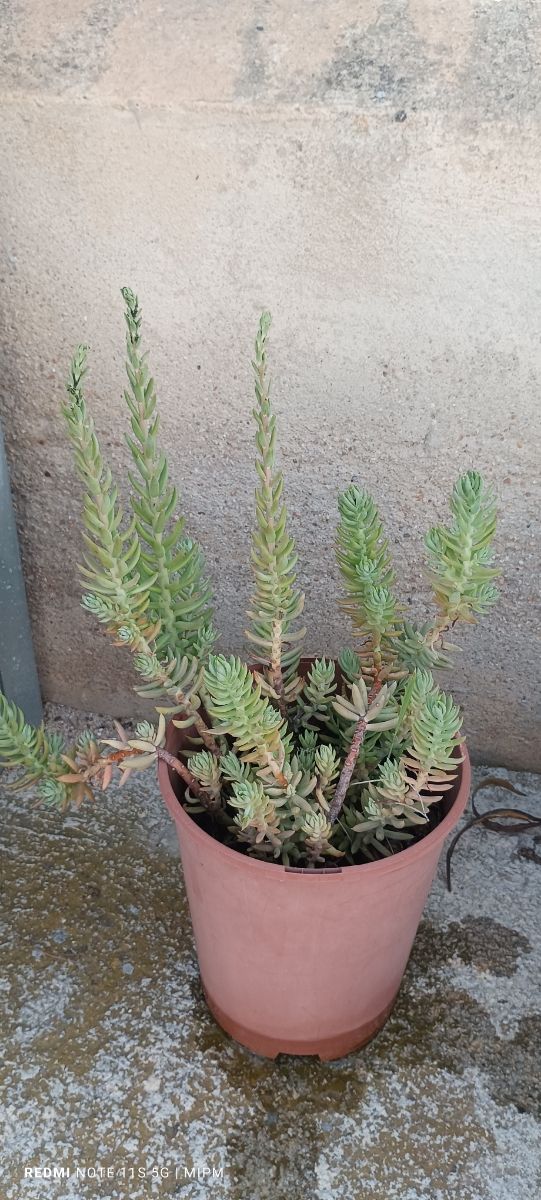 Sedum en maceta - Planta suculenta