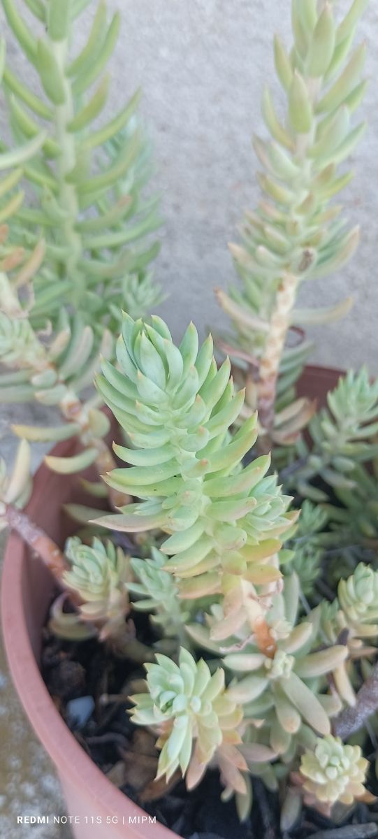 Sedum en maceta - Planta suculenta