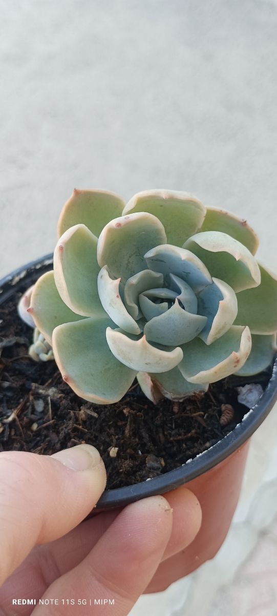 Mini maceta de Suculentas Echeveria pequeñas