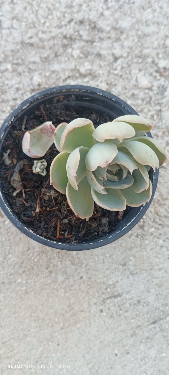 Mini maceta de Suculentas Echeveria pequeñas