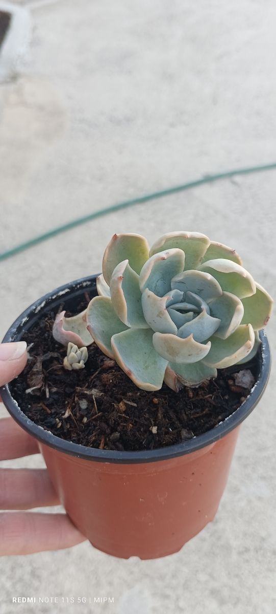 Mini maceta de Suculentas Echeveria pequeñas