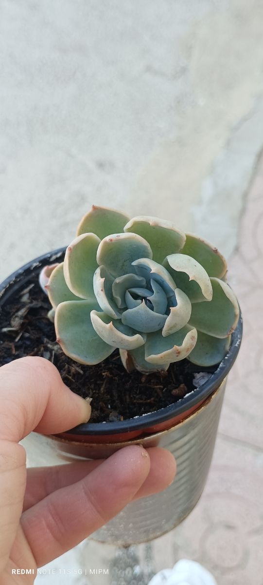 Mini maceta de Suculentas Echeveria pequeñas