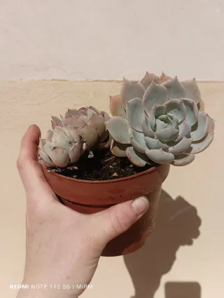 Mini maceta de Suculentas Echeveria pequeñas