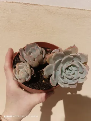 Mini maceta de Suculentas Echeveria pequeñas