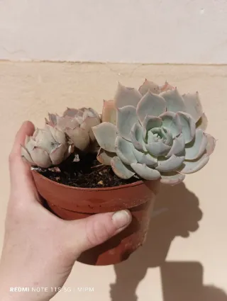 Mini maceta de Suculentas Echeveria pequeñas