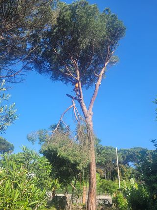 Madera 