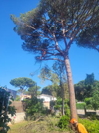 Madera 
