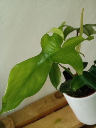 Philodendron Florida Green
