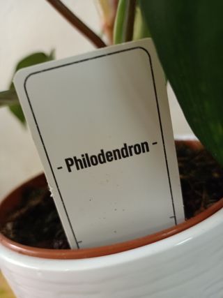 Philodendron Florida Green