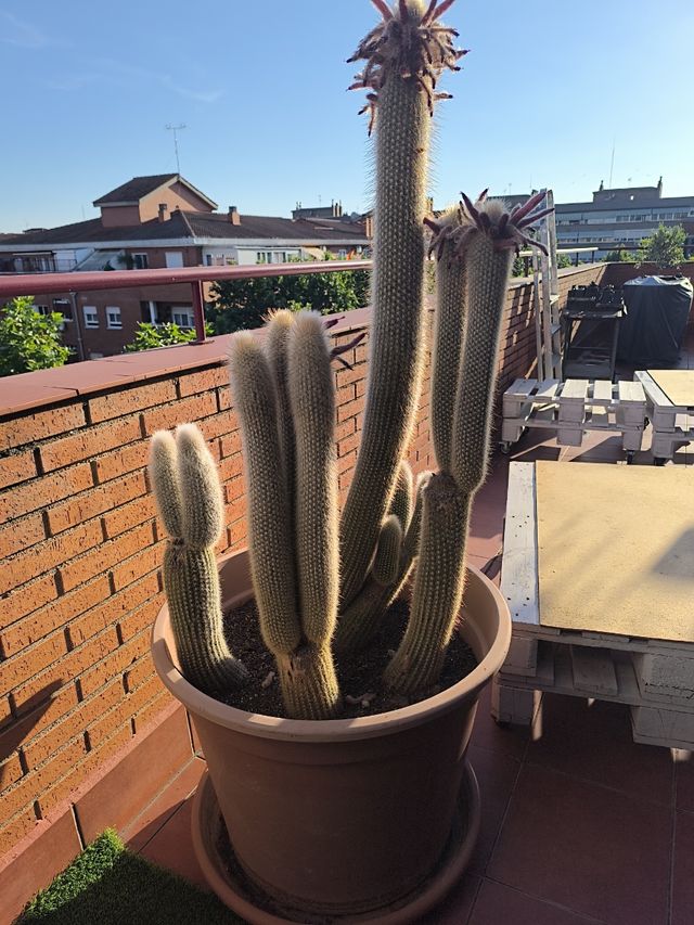 Cactus columnares grandes