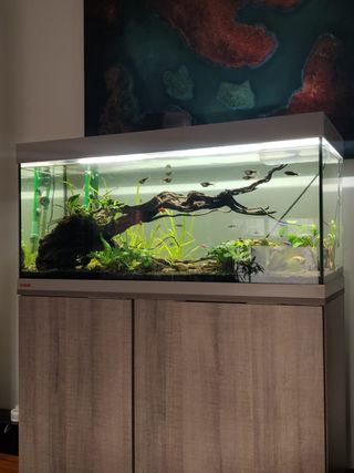 Acuario Eheim Vivaline LED 180