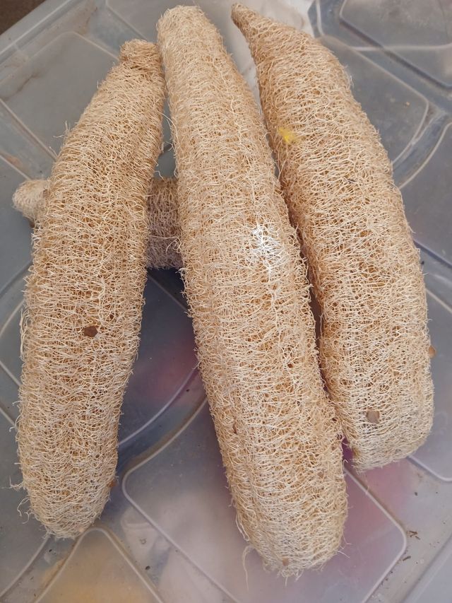 4 Luffas - Estropajos vegetales