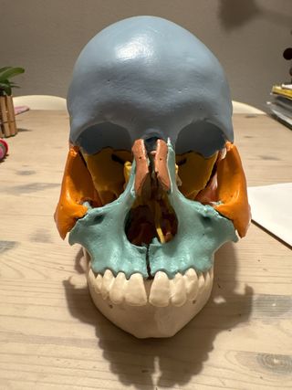 Cráneo didáctico desmontable A290/A291  22 piezas