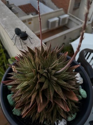 Haworthiopsis attenuata - Planta suculenta