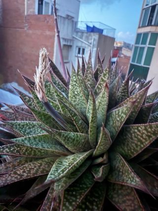 Haworthiopsis attenuata - Planta suculenta