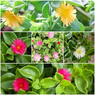 12 talee di Aptenia - fiori colorati mix