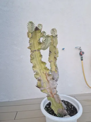 Maceta Cactus Euphorbia Variegado