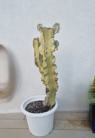 Maceta Cactus Euphorbia Variegado