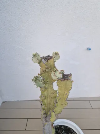 Maceta Cactus Euphorbia Variegado