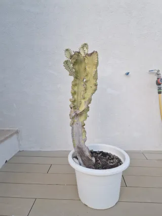 Maceta Cactus Euphorbia Variegado