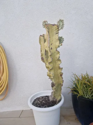 Maceta Cactus Euphorbia Variegado