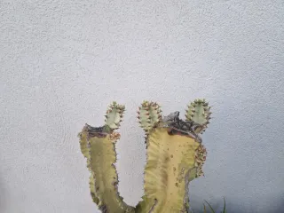 Maceta Cactus Euphorbia Variegado